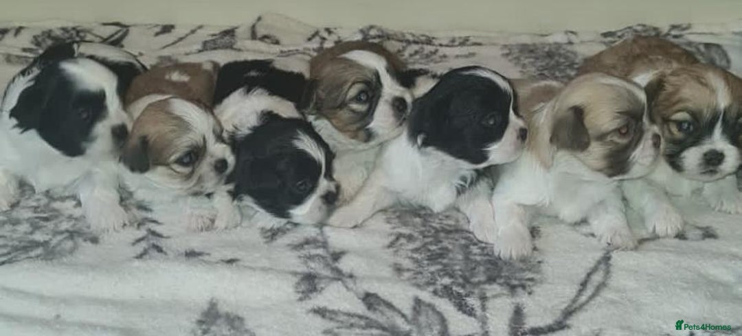 Shih Tzu dogs for sale: Home Raised Shih Tzu Puppies. - Image 3