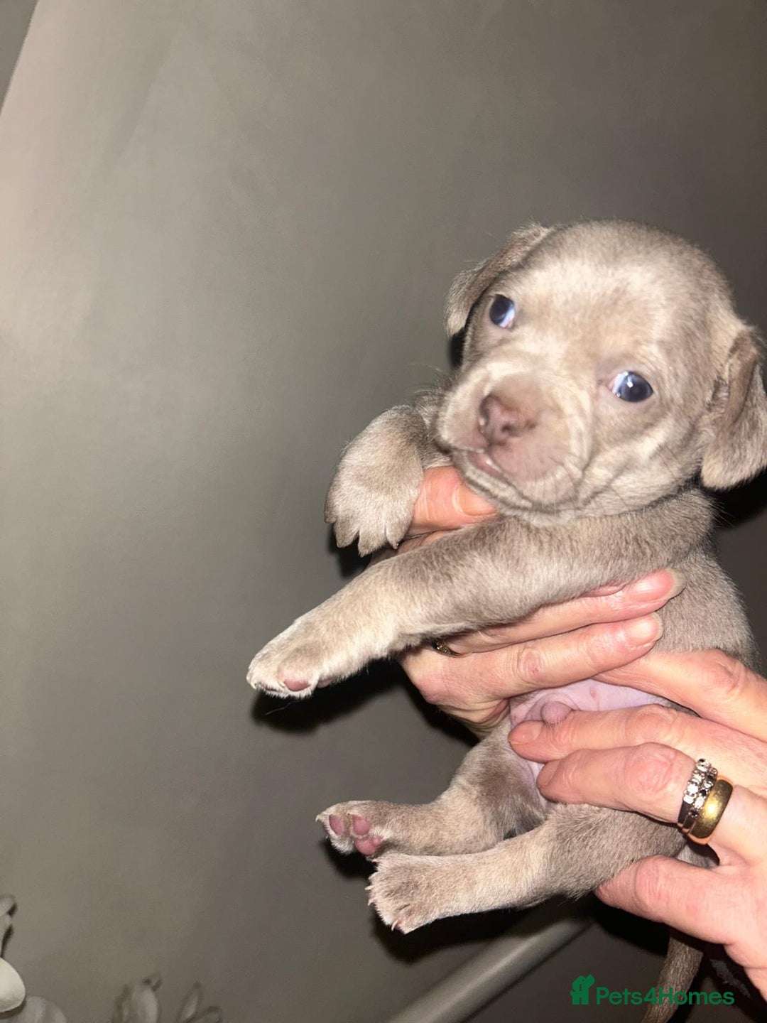 Mixed Breed dogs for sale: Beautiful French Bulldog x Chihuahua Puppies  - Advert 3