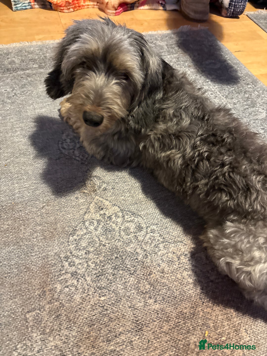 Mixed Breed dogs for sale: Beautiful Dorkie puppies Ready Now!! - Advert 2