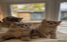 Scottish Fold cats for sale: Pedigree Scottish fold and straight kittens - Image 6