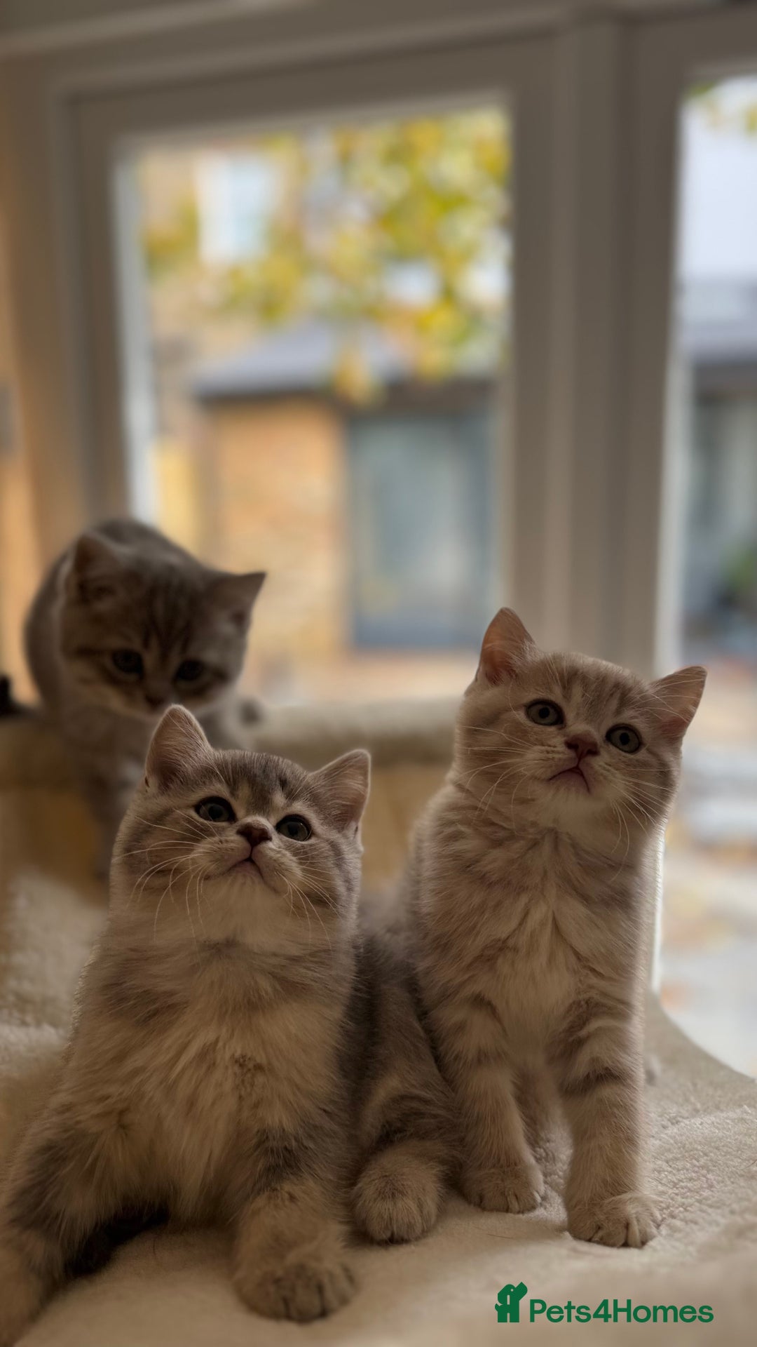 Scottish Fold cats for sale: Pedigree Scottish fold and straight kittens - Image 6