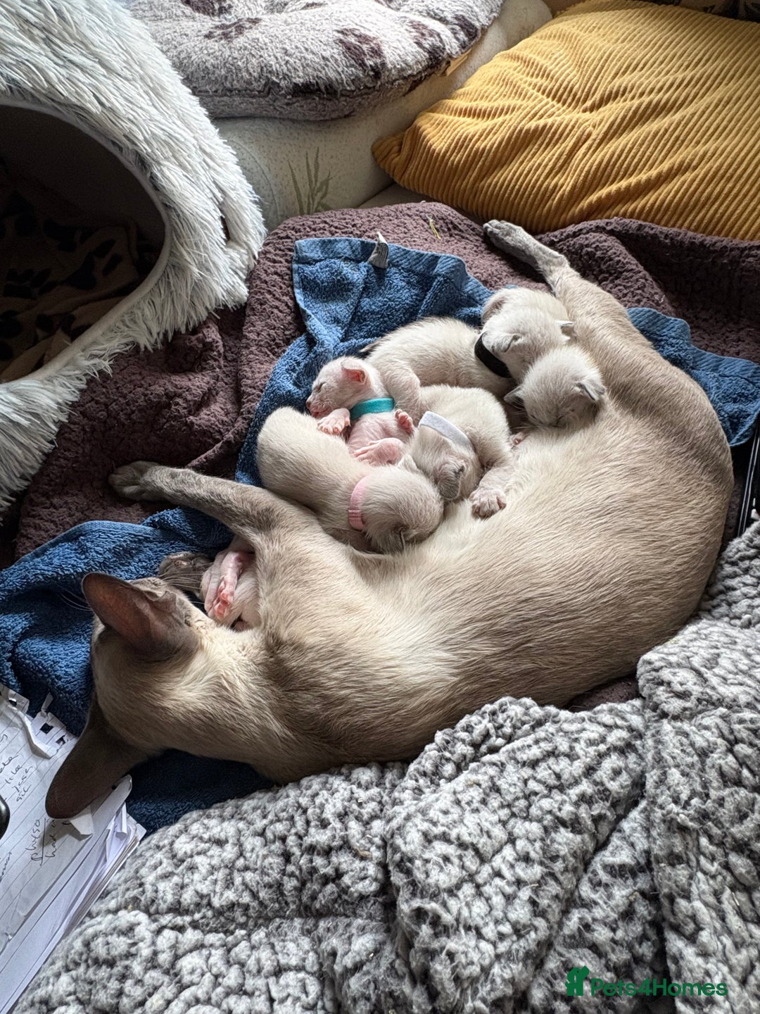 Siamese cats for sale: Siamese kittens for sale  in Sheffield - Image 16