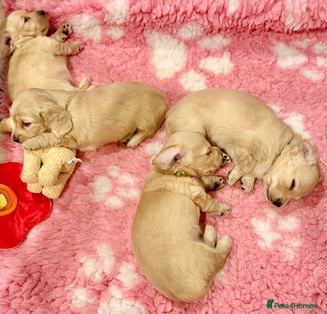 Miniature Dachshund dogs for sale: Beautiful miniature long haired cream dachshunds  - Advert 10