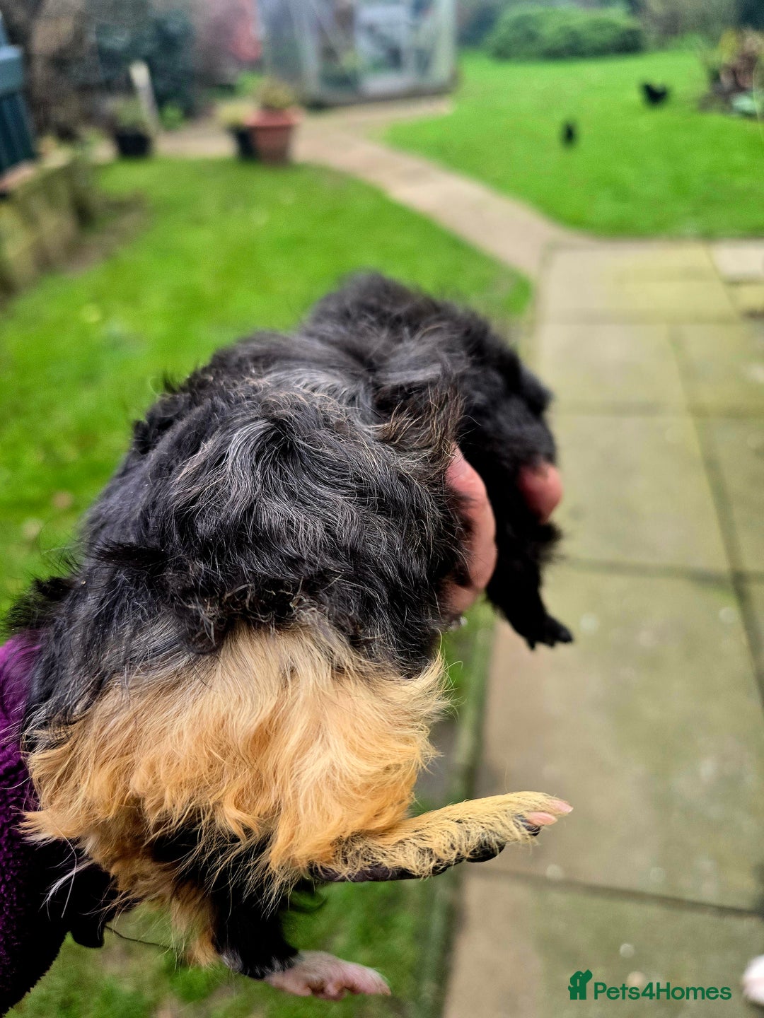 Guinea Pig rodents for sale: Female baby Guinea pig  - Advert 6