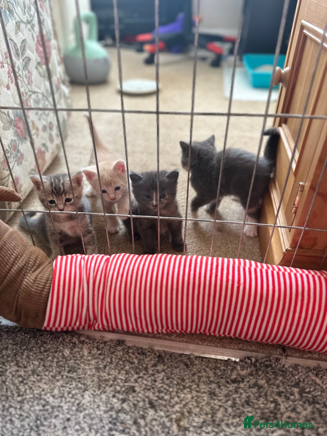 Mixed Breed cats for sale: Beautiful kittens  - Image 3