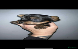 Yorkshire Terrier dogs for sale: Yorkshire terrier puppies for sale  - Image 2