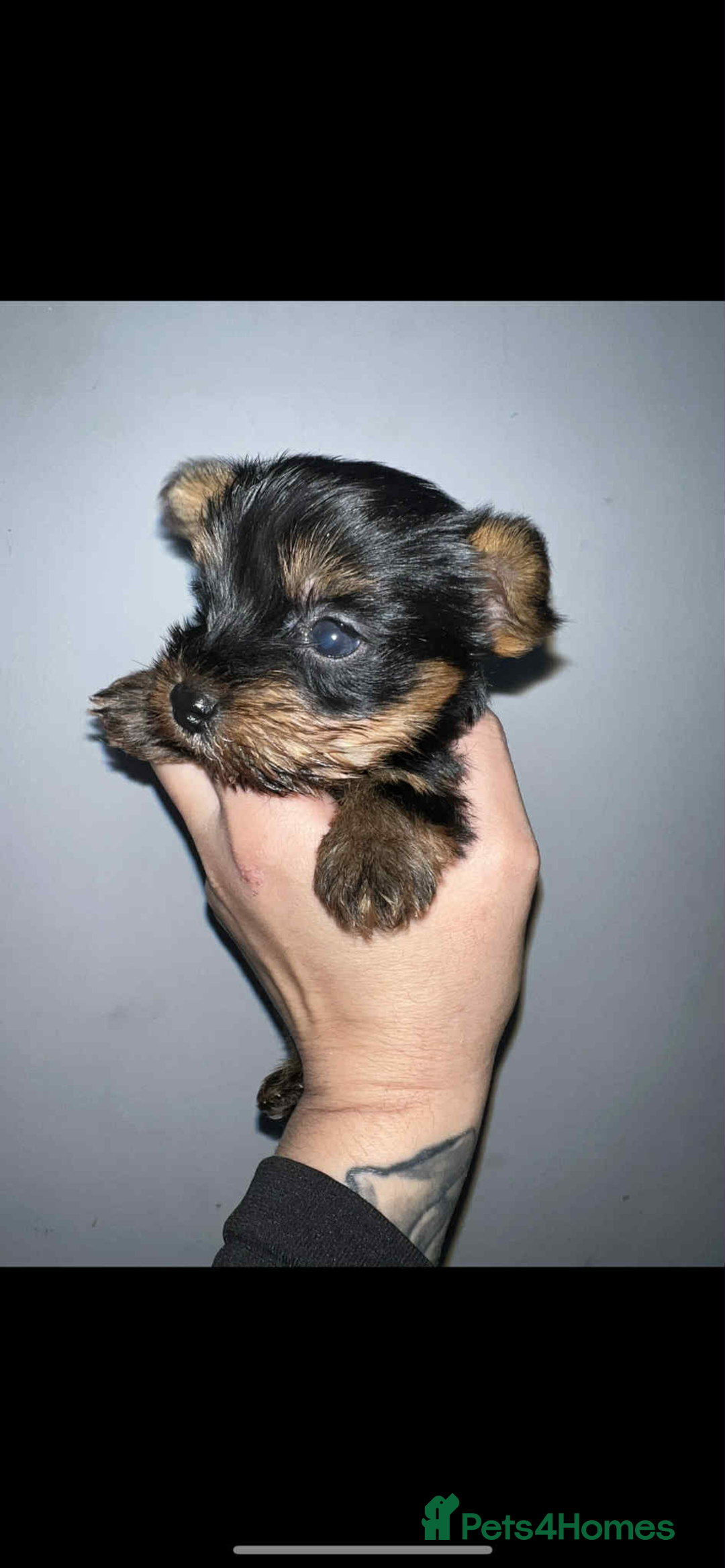 Yorkshire Terrier dogs for sale: Yorkshire terrier puppies for sale  - Image 2