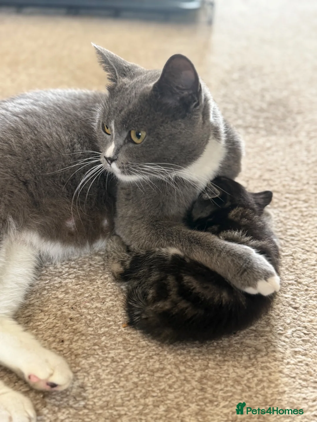 British Shorthair cats for sale: Mixed British short hair kittens  - Advert 1
