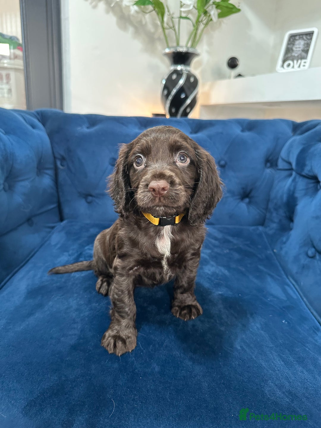 Cocker Spaniel dogs for sale: Beautiful litter of cocker spaniel pups 4 left  - Image 38