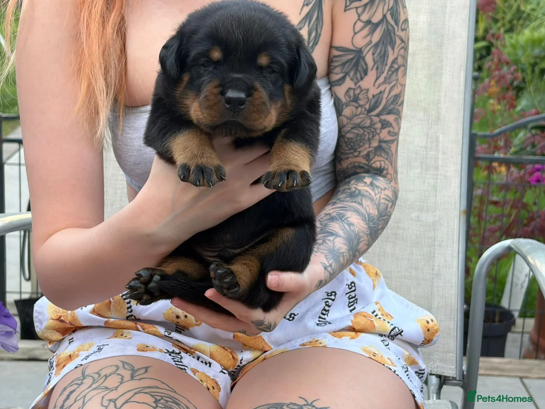 Rottweiler dogs for sale: Beautiful KC/Health tested Rottweiler puppies🐶❤️ - Advert 19