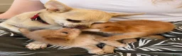 Chihuahua dogs for sale: Beautiful Long-Haired Chihuahua Puppies ❤️ - Advert 1