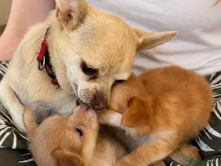 Chihuahua dogs Beautiful Long-Haired Chihuahua Puppies ❤️ - Advert 1