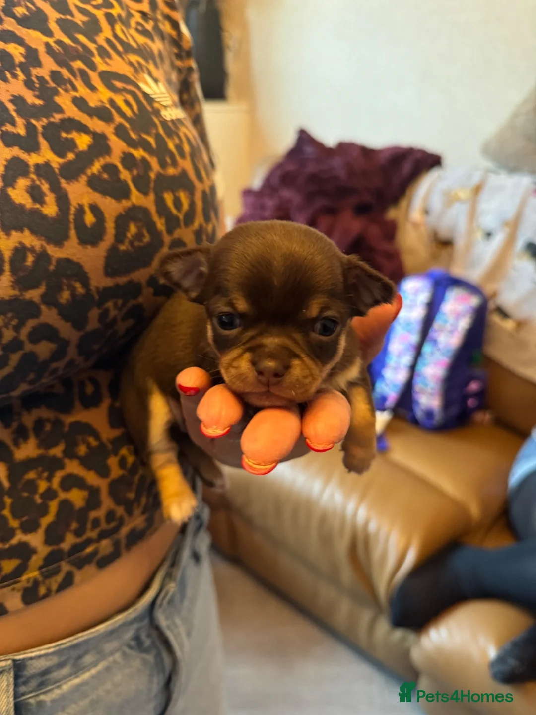 Chihuahua dogs for sale: 🐶Stunning KC Registered Chihuahua puppies 🐶  - Advert 12