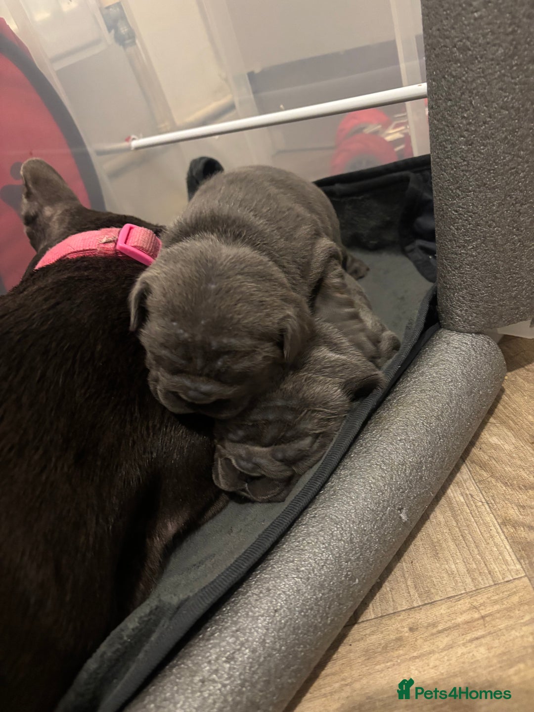 French Bulldog dogs for sale: Mini bulls - Advert 5