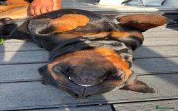 Rottweiler dogs for stud: Rottweiler stud  - Image 4