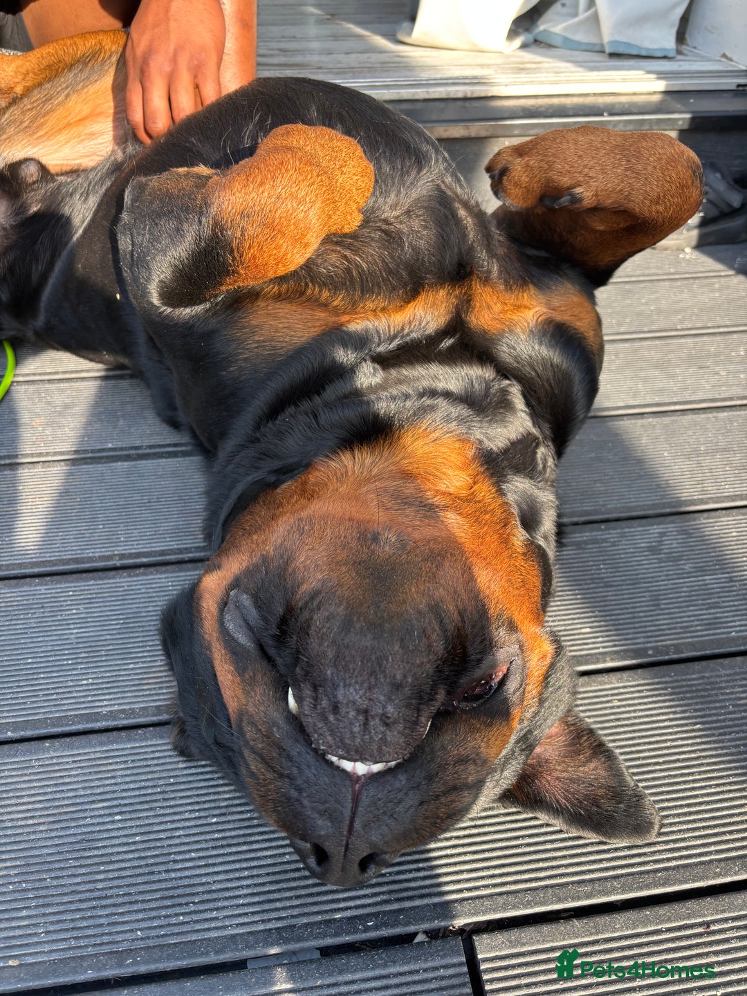 Rottweiler dogs for stud: Rottweiler stud  - Image 4