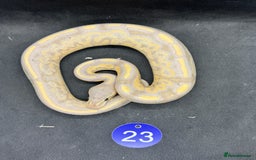 Python Snake reptiles for sale: Royal pythons from £20 - Image 11