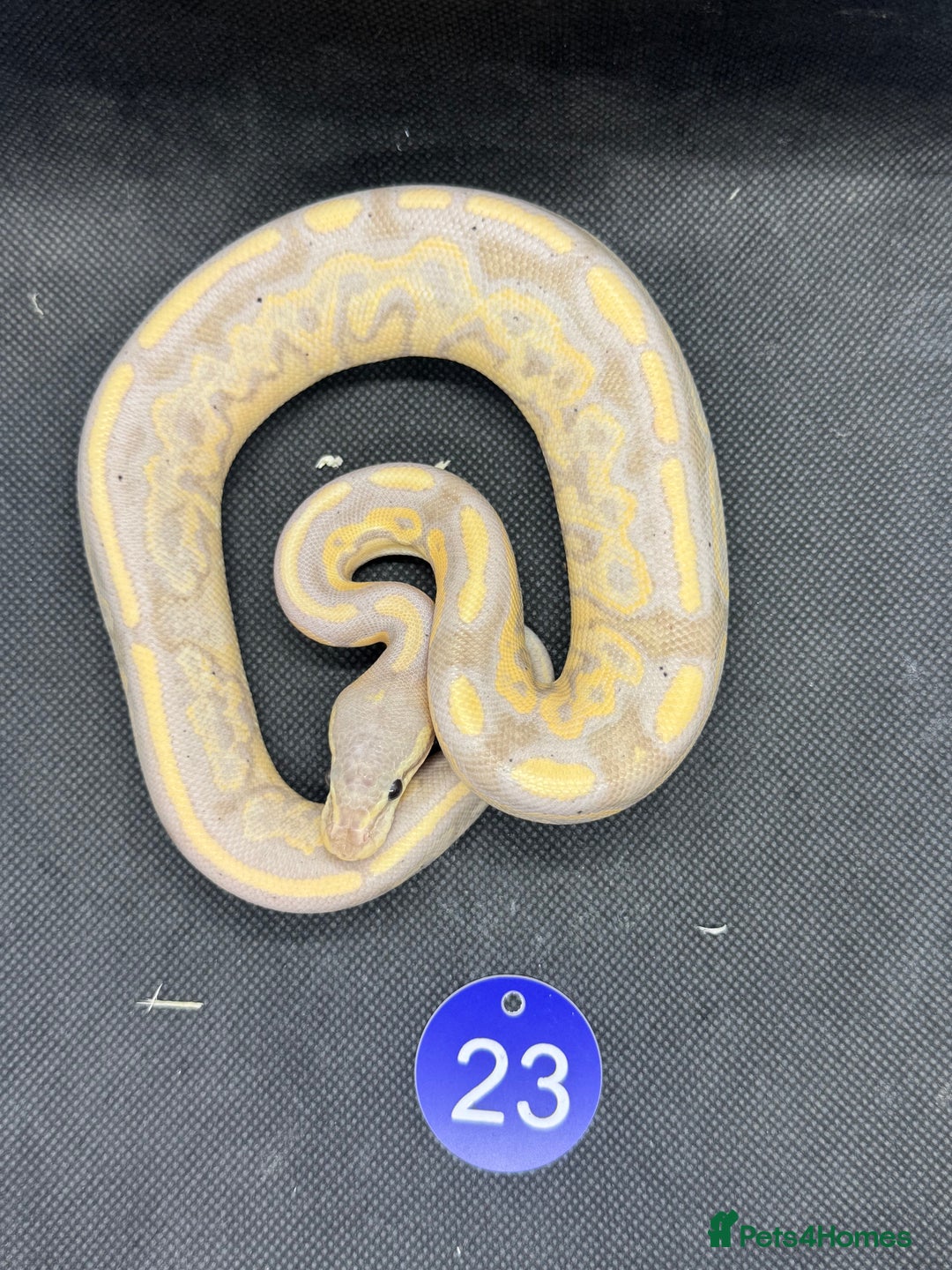 Python Snake reptiles for sale: Royal pythons from £20 - Image 11