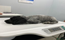 Cocker Spaniel dogs for sale: One beautiful blue roan boy unexpectedly available - Image 5