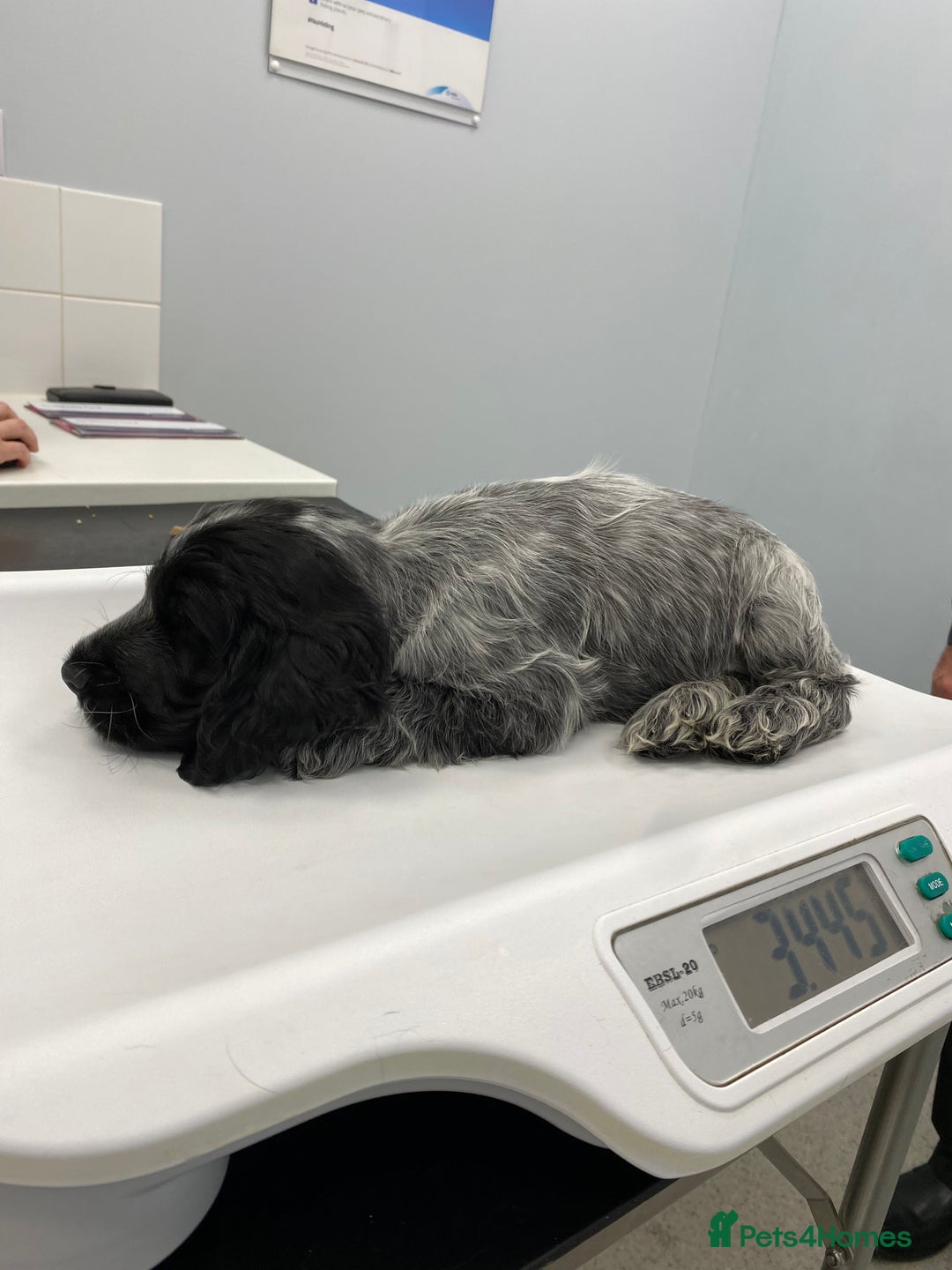 Cocker Spaniel dogs for sale: One beautiful blue roan boy unexpectedly available - Image 5