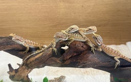 Bearded Dragon reptiles for sale: 🔥🔥🔥 BABY BEARDED DRAGONS 🔥🔥🔥 - Image 9