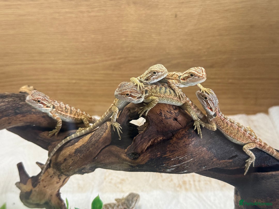 Bearded Dragon reptiles for sale: 🔥🔥🔥 BABY BEARDED DRAGONS 🔥🔥🔥 - Image 9