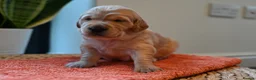 Golden Retriever dogs for sale: Golden Retriever pups for sale - Advert 25