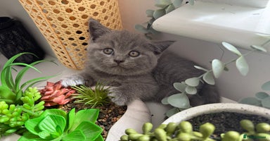 British Shorthair cats - Advert 10
