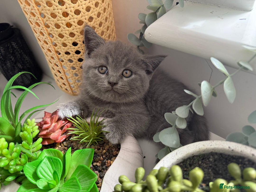 British Shorthair cats for sale: British shorthair kittens  - Image 3