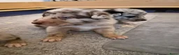 Border Collie dogs for sale: A litter of 5 beautiful collie pups  - Advert 3