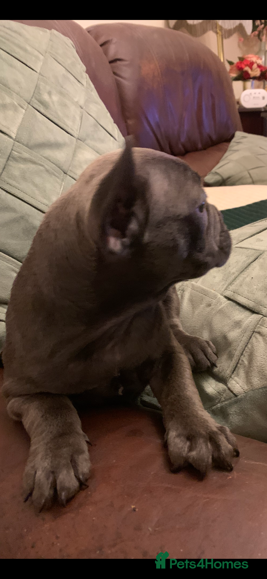 French Bulldog dogs QUALITY SOLID BLUE FRENCH BULLDOG PUPPIES  - Advert 9