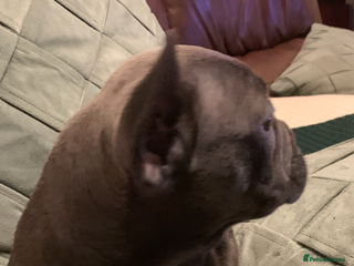 French Bulldog dogs QUALITY SOLID BLUE FRENCH BULLDOG PUPPIES - Advert 9