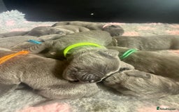 Mixed Breed dogs for sale: Italian Mastiff puppies available  - Image 14