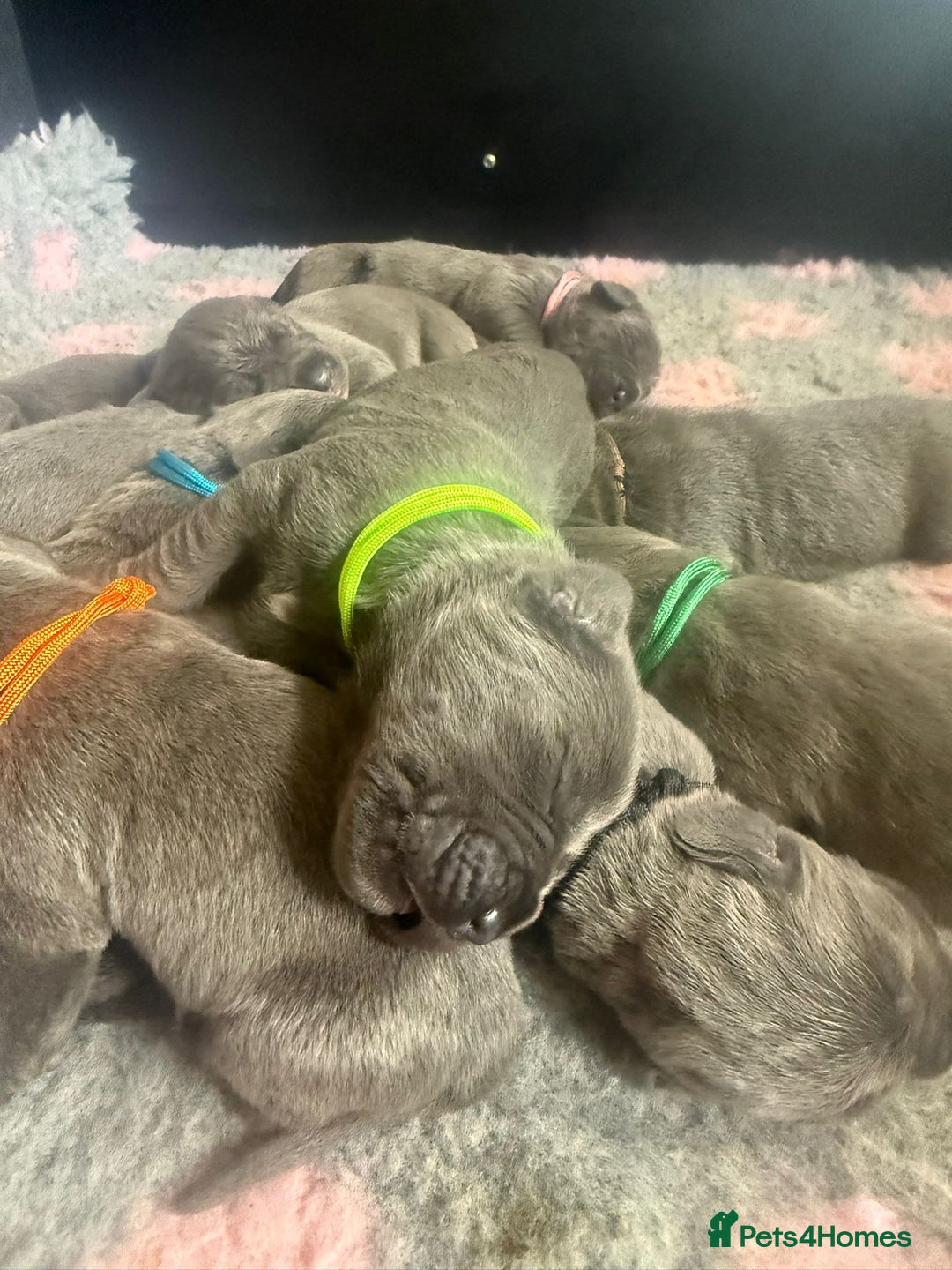 Mixed Breed dogs for sale: Italian Mastiff puppies available  - Image 14