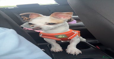 Mixed Breed dogs - Advert 15
