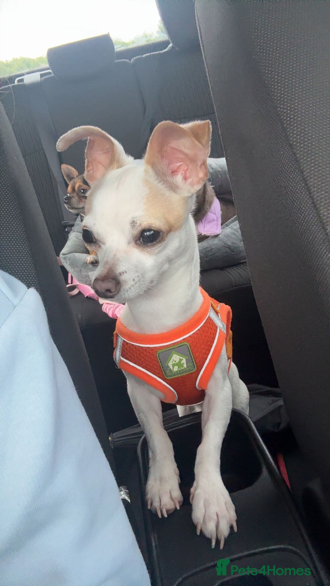Mixed Breed dogs for sale: Smashing little Chi cross boy - Image 2