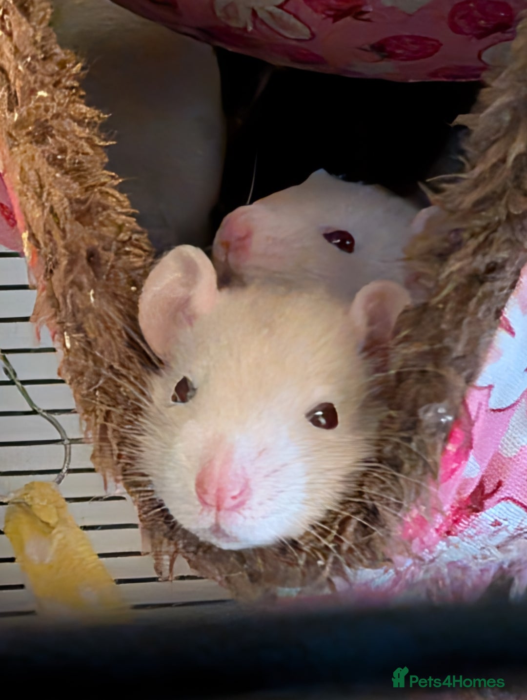Rat rodents for sale: Fancy rat pups male and female available - Image 5
