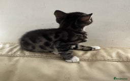 Bengal cats for sale: Stunning Silver & Charcoal Bengal Boys & Girls! - Image 17