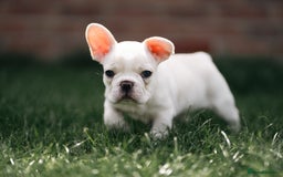 French Bulldog dogs for sale: Ready to go 2 x male French Bulldog KC registered - Image 14