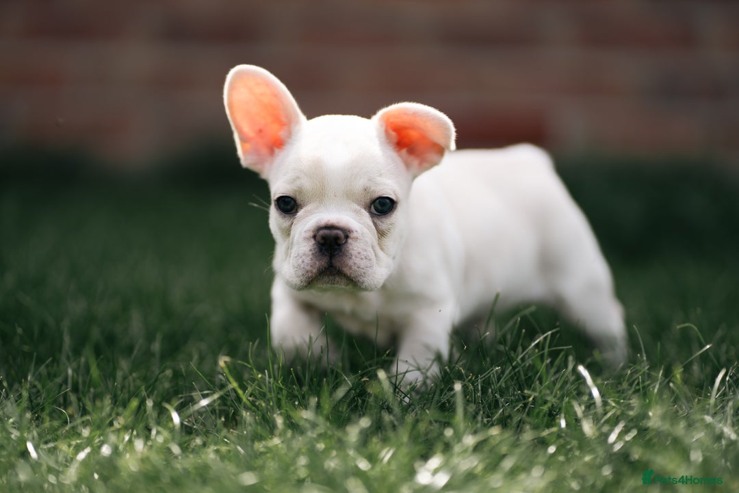 French Bulldog dogs for sale: Ready to go 2 x male French Bulldog KC registered - Image 14