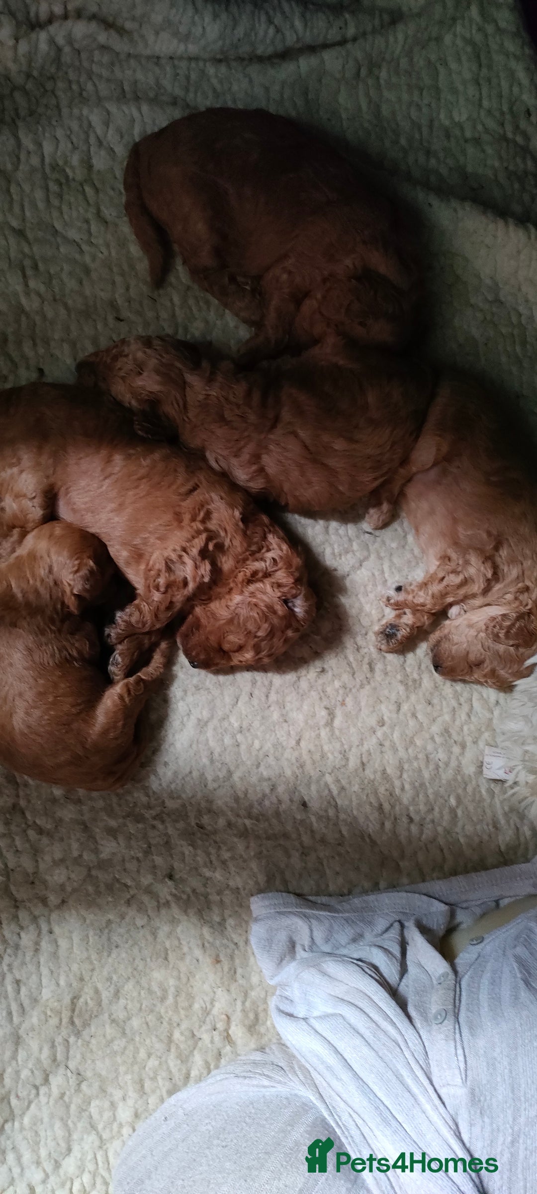 Miniature Poodle dogs for sale: ✨ Miniature Poodle Puppies for Reservation! ✨   - Image 3