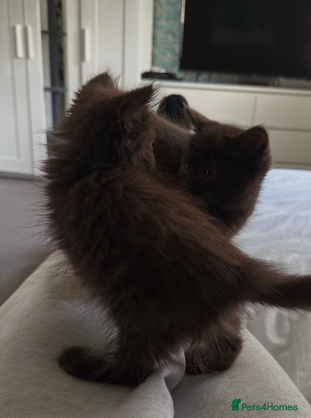 Mixed Breed cats for sale: BSH Ragdoll mix kittens - Advert 12