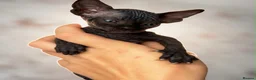 Sphynx cats for sale: Canadian sphynx kittens  - Advert 17