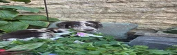 Sprocker dogs for sale: Puppies  - Advert 11