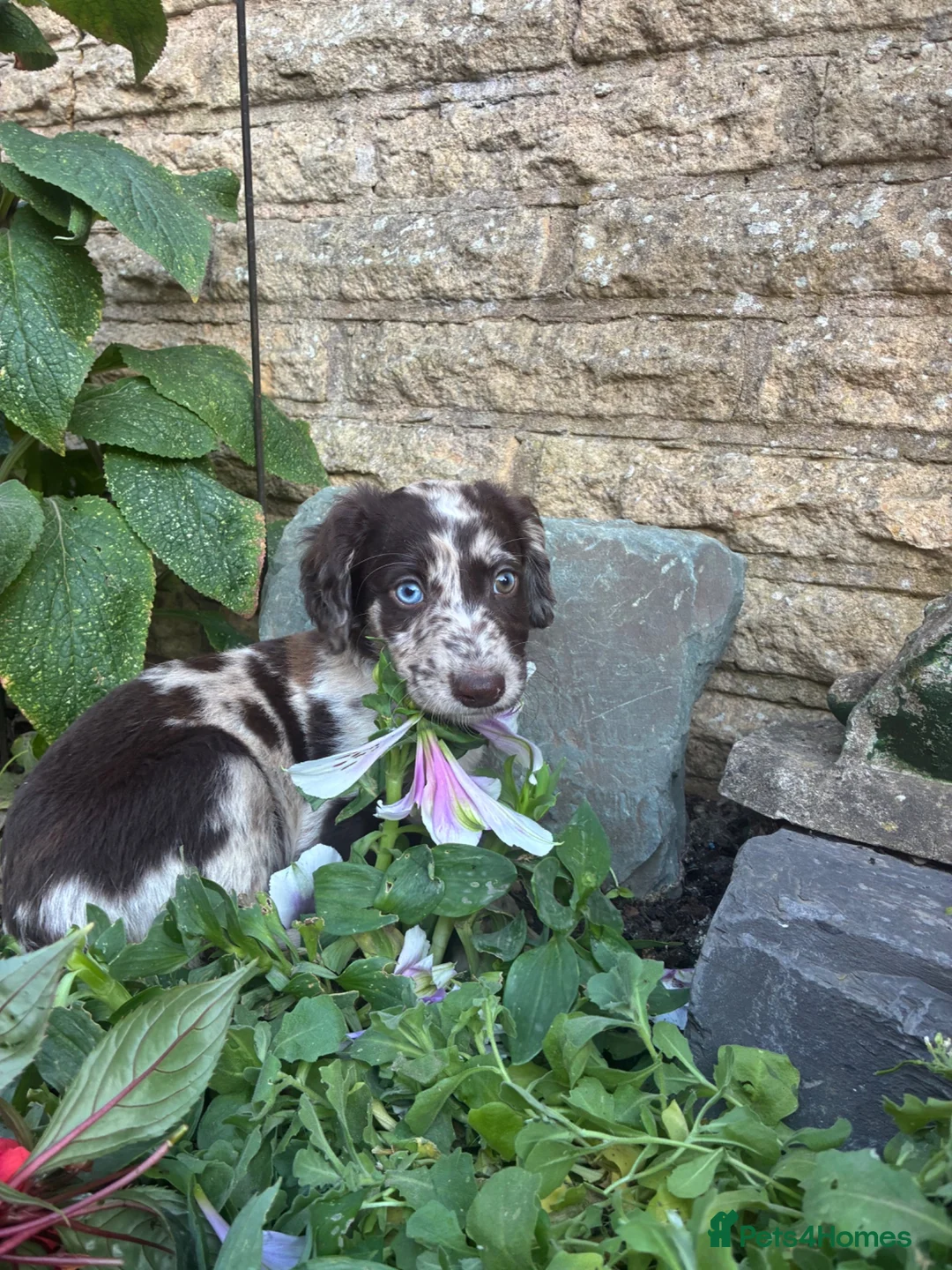 Sprocker dogs for sale: Puppies  - Advert 11