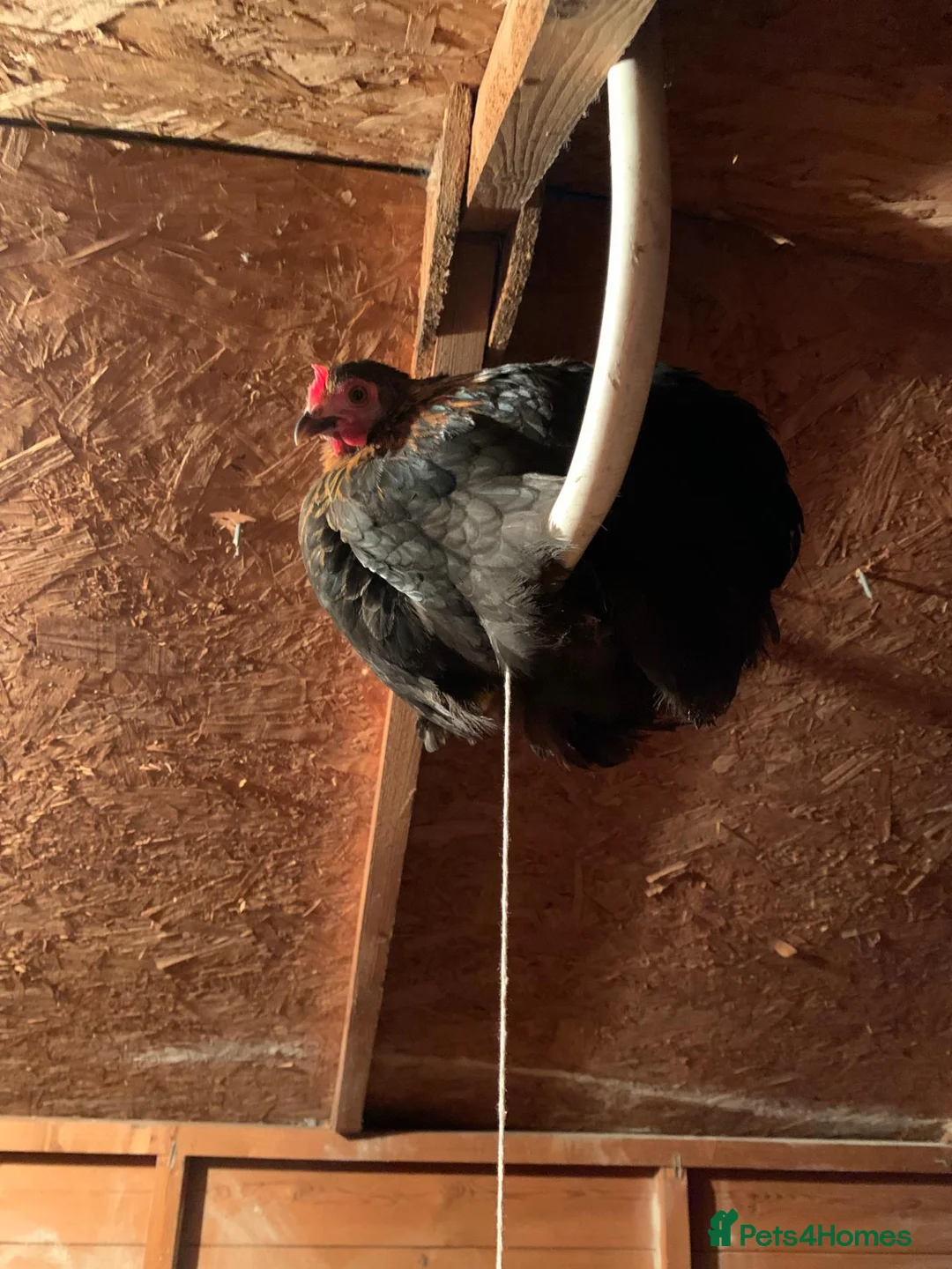 Chickens poultry for sale: 11 Rescued Chickens For Sale in Gloucester - Advert 2