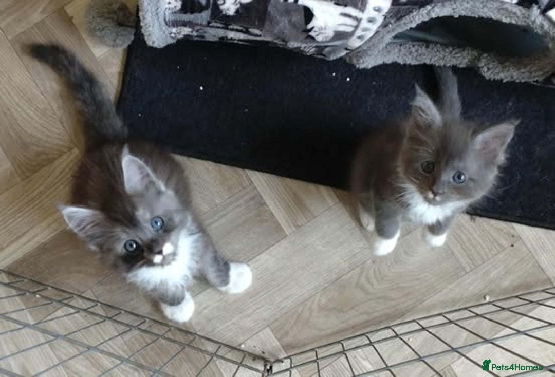Maine Coon cats for sale: Maine Coon - Image 7