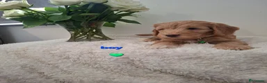 Cockapoo 2