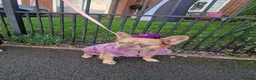 French Bulldog dogs for sale: Female fluffy frenchie - Advert 8