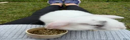 Dwarf Lop rabbits for sale: Dwarf Lop Baby Bunnies  - Advert 10
